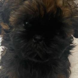 Shih Tzus from Crystal's Shih Tzus