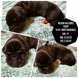 Vixen - Black female Great Dane puppy in Dundee, Michigan from Weslow AKC Danes