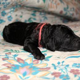 Miss Opal - Black female Goldendoodle puppy in Huntingdon, Tennessee from McCaslin's Doddles