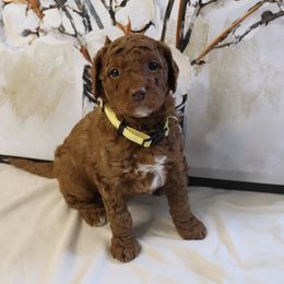 Poodle Puppies from Red Barn Moyen Poodles