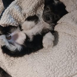 Bootsie B W puffer - Black and white female Chinese Crested puppy in Elizabethtown, Kentucky from Sakkarra Chinese Crested Dogs and Art