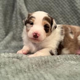Miniature Australian Shepherd Puppies from Duncan’s Miniature Australian Shepherds