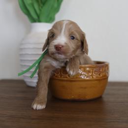 Boy 4 - Apricot male Goldendoodle puppy in Hobbs, New Mexico from Goldie Locks Golden Retrievers & Doodles
