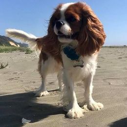Cavalier King Charles Spaniels from Anita Barr's Cavalier King Charles Spaniels