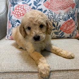Sunny - male Goldendoodle puppy in Pensacola, Florida from Goldendoodles Love You in Pensacola Friend Edition