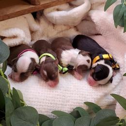 Miniature Australian Shepherd Puppies from Barnyard Mini Aussies