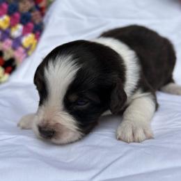 Clarice - Red tri-color female Australian Shepherd puppy in Butler, Georgia from Aussies at Howling Hill Farm