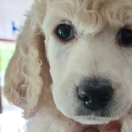 Girl 3 - Poodle puppy in Browns Mills, New Jersey from Shallow Bay Standard Poodles