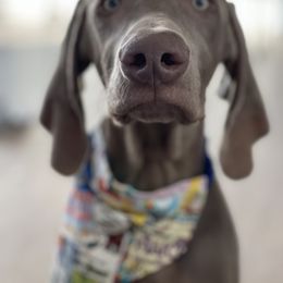 Weimaraner Puppies from Alpha Weims by The Mattas Kennel