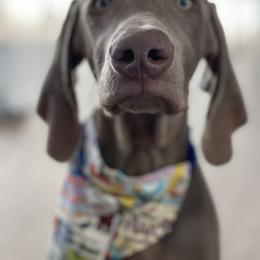 Weimaraner Puppies from Alpha Weims by The Mattas Kennel
