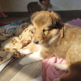 Collie Puppies from Jamie Jamie Andersen Andersen