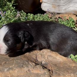 Gale - Miniature Australian Shepherd puppy from Elmo’s Toy and Miniature Australian Shepherds