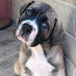 Maverick - Irish marked male Boerboel puppy in Pearce, Arizona from Desert Stronghold Boerboels