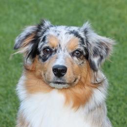 Pandora - Miniature Australian Shepherd