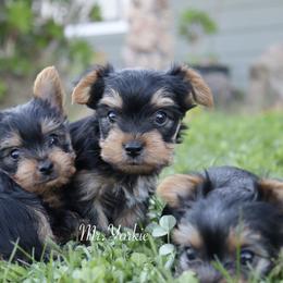 Yorkshire Terrier Puppies from Mr.Yorkie