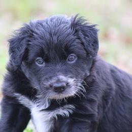 Black female - Black female Border Collie puppy in Tylertown, Mississippi from Cool Meadow Farms
