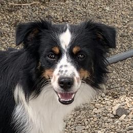 Sugar - Miniature Australian Shepherd