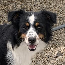 Sugar - Miniature Australian Shepherd