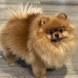 Braelee - Pomeranian