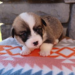 Female 6 Tootsie Roll - Sable female Pembroke Welsh Corgi puppy in Bakersfield, California from Kern River Corgis