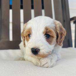 Theo - Parti male Goldendoodle puppy in Auburn, Indiana from Martin’s Doodles