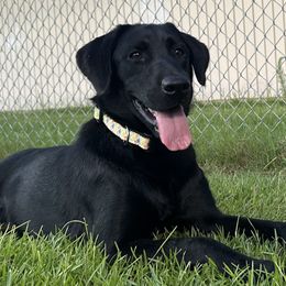 Labrador Retrievers from Perfect Storm Kennels