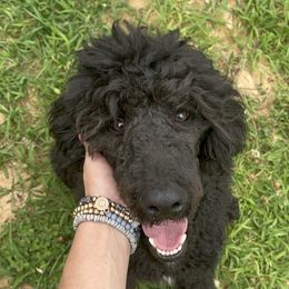 Vader - Poodle