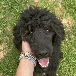 Vader - Poodle