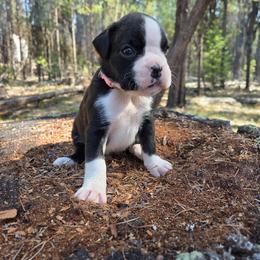 Chanel - Brindle female Boxer puppy in Marion, Montana from Serendipity's European Boxers