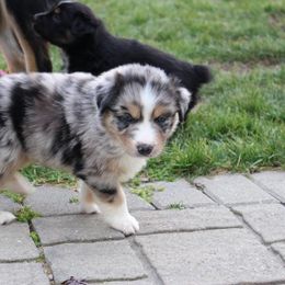 Australian Shepherd Puppies from Hegerfeld's Aussies