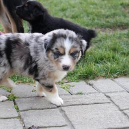 Australian Shepherd Puppies from Hegerfeld's Aussies