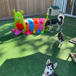 "PPHR puppy play deck" Siberian Husky Puppies from Phresh Pharm Husky Ranch