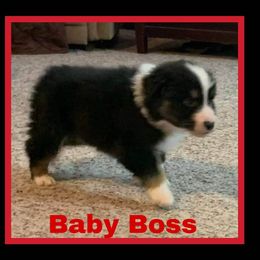 Australian Shepherd and Mastiff Puppies from Aussome Pups at Alexander Farm