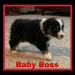 Australian Shepherd and Mastiff Puppies from Aussome Pups at Alexander Farm