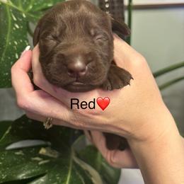 1st pick chocolate male - Chocolate male Labrador Retriever puppy in Stafford Township, New Jersey from SommerLabs