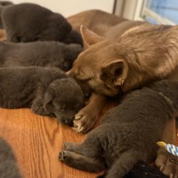 German Shepherd Puppies from Legacy K9’s