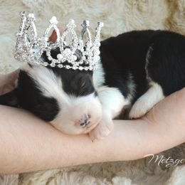 Pembroke Welsh Corgi Puppies from Metzger Homestead