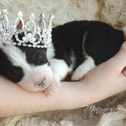 Pembroke Welsh Corgi Puppies from Metzger Homestead
