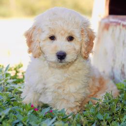 Firecracker - Cream Goldendoodle puppy in Huntington, Arkansas from Prairie Creek Goldendoodles