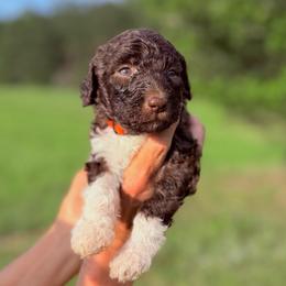 Storm - Parti male Goldendoodle puppy in Jasper, Georgia from Harrington Doodles & Poodles