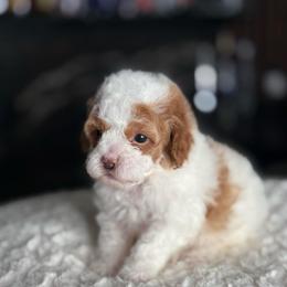 Hermes - Parti male Poodle puppy in South Jordan, Utah from Wasatch Pup