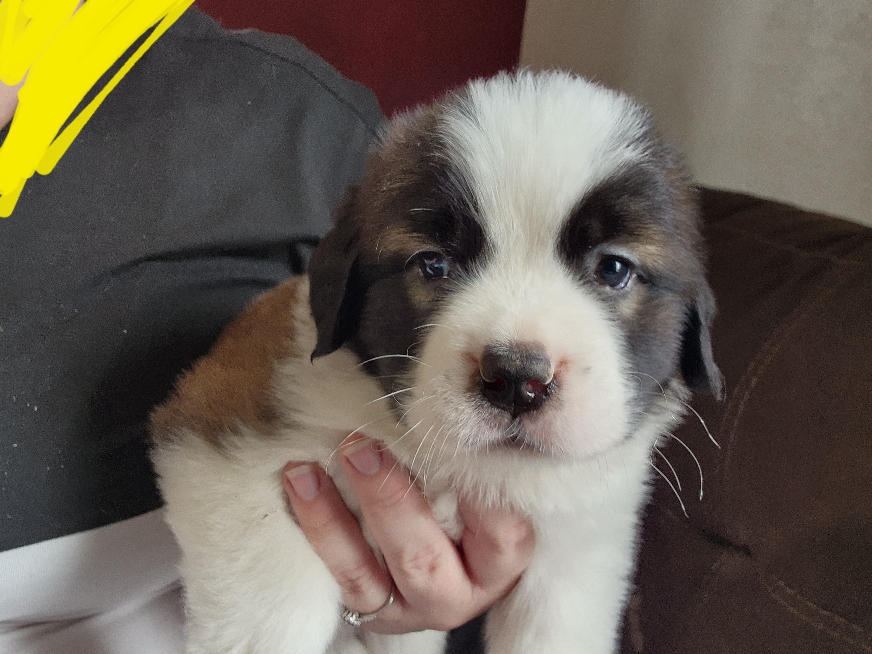 Saint Bernard Puppies from Tonya Tate's Saint Bernards