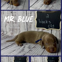 Dachshund Puppies from Darling Doxies of Ocala
