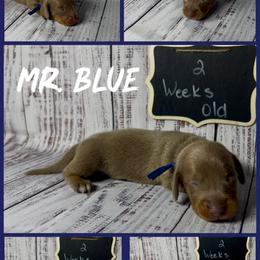 Dachshund Puppies from Darling Doxies of Ocala