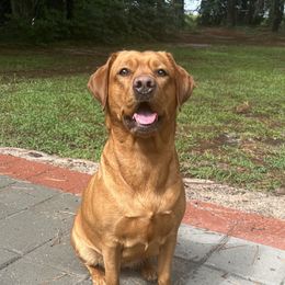 Dixie - Labrador Retriever