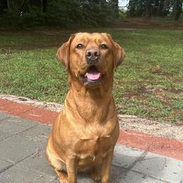 Dixie - Labrador Retriever