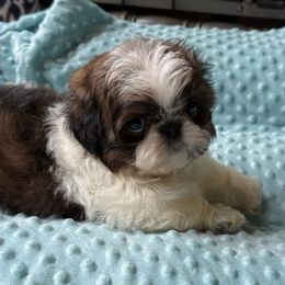 Nicholas (Nick) - Red and white male Shih Tzu puppy in Kamilche, Washington from Serendipity Shih tzu