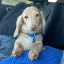 Luca - Dachshund