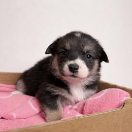 Diamond - Tri Girl - Black and tan female Pembroke Welsh Corgi puppy in Griffin, Georgia from Rollnoaks & Cottontail AKC Pembroke Welsh Corgis