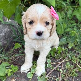 Isla - Buff and white female Cocker Spaniel puppy in West Plains, Missouri from Ozark Haven Farm